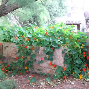 Casa rural Sant Blai, Campos (Mallorca)